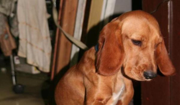 三角洲寻血猎犬打死有补偿吗(三角洲寻血猎犬打死有奖励吗?) 三角洲寻血猎犬打死有补偿吗(三角洲寻血猎犬打死有奖励吗?)